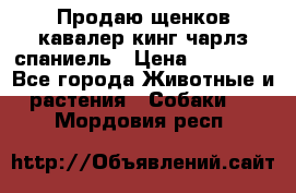 Продаю щенков кавалер кинг чарлз спаниель › Цена ­ 40 000 - Все города Животные и растения » Собаки   . Мордовия респ.